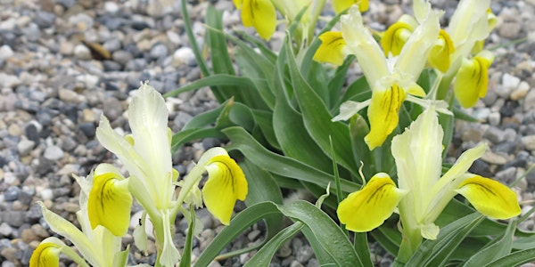 CRAGS online talk:  The World of Unusual Bulbs, by Elaine Rude