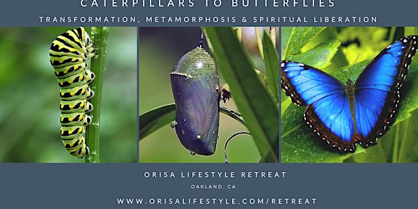 Caterpillars to Butterflies: Transformation, Metamorphosis & Spiritual Libe...