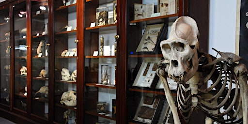 Imagem principal do evento D'Arcy Thompson Zoology Museum Saturday Openings