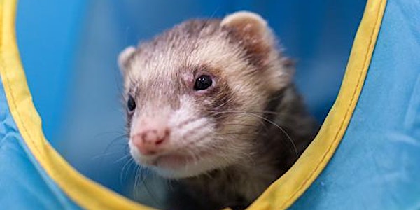 Animal research: what does openness look like?