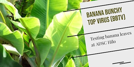Banana Bunchy Top Virus (BBTV) Testing in Hawai'i County in 2021/22