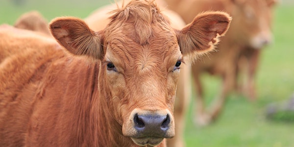 The Role of Precision Technologies in Beef Cattle Production