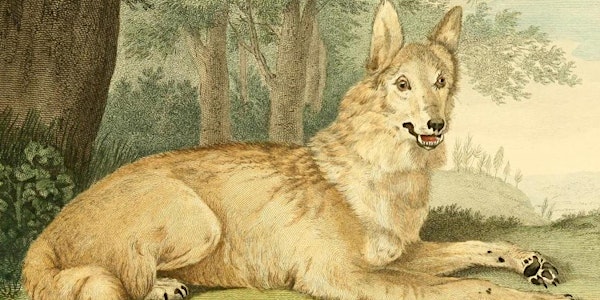 Wolves and Feral Parakeets