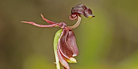 Orchids in my corner of the world - Brian Everingham primary image