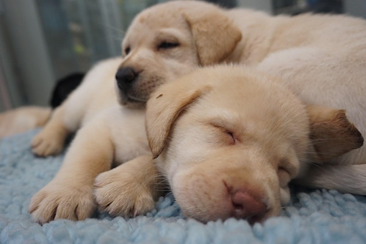 
		Seeing Eye Dogs Puppy Caring ONLINE Information Session - Geelong region image
