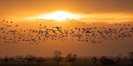 Fall Migration Birding