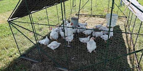 Avian Influenza Management for Pastured Poultry Producers primary image