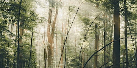 Forest Bathing+ Experience - Mindfulness in Nature at Box Hill tickets
