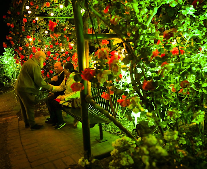 International Rose Garden Festival Morwell - AGL Night Lights Installation image