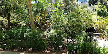 Gardens for habitat and bush tucker -  Samantha Newton primary image