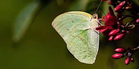 Hauptbild für MEDITAZIONI ATTIVE ONLINE