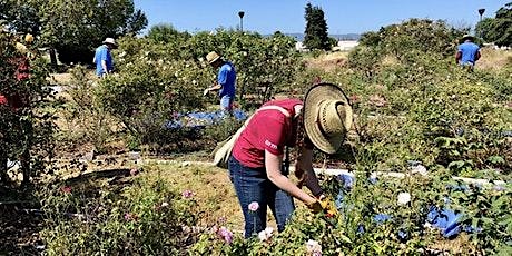 Wednesday Workday at the Heritage Rose Garden tickets