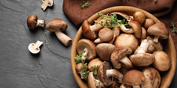 Host Defense Mushrooms for the Mind, Body & Health