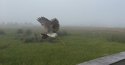 Audubon Adventures: "Birds Take Flight!" primary image