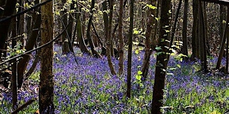 Forest Bathing+ Experience - Mindfulness in Nature at Winkworth Arboretum tickets