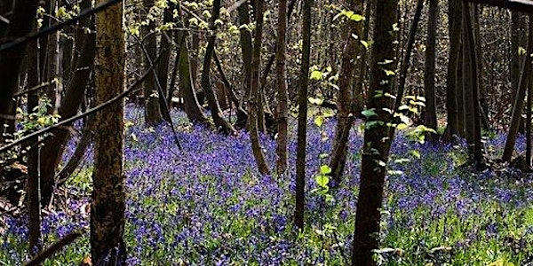 Forest Bathing+ Experience - Mindfulness in Nature at Winkworth Arboretum