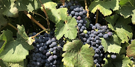 Wine tasting: A dozen shades of Agiorgitiko