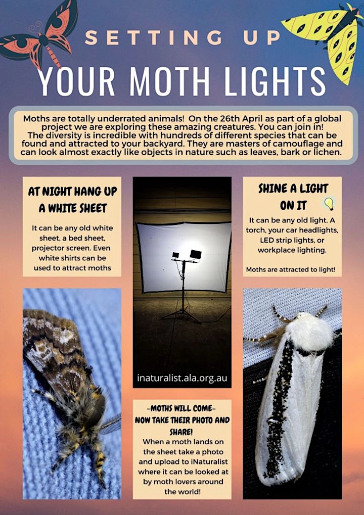
		Moth Night 2021 -A Great Southern Bioblitz Project image

