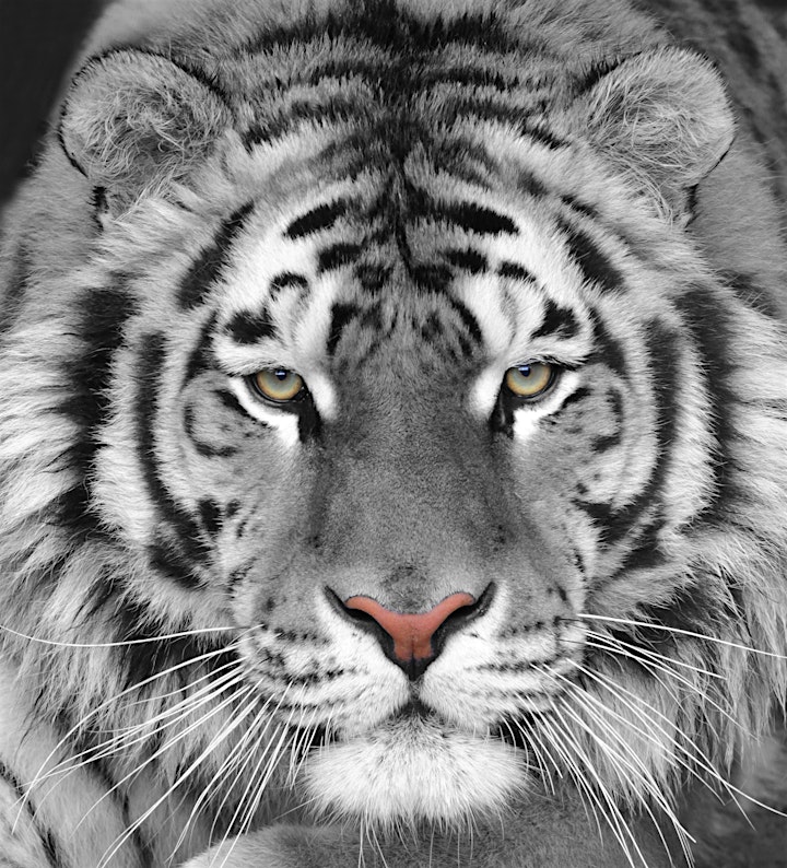 
		2022 Year of WATER TIGER … a year of change and action! image
