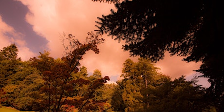 Autumn Photographic Workshop at Batsford Arboretum primary image