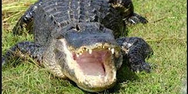 Houma Family Fun for November:  Greenwood Gator Farm and Tours: under 2 free, $7 (2to10), $9 (11 and up including parents)