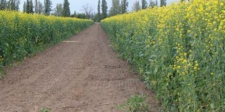 Webinar: Cover crops for fresh market and processing potatoes in Australia tickets