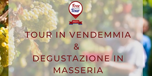 Tour in Vendemmia + Degustazione in Masseria