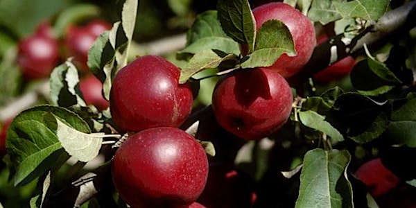 Orchard Ciders - An Invitation to Taste for Quality