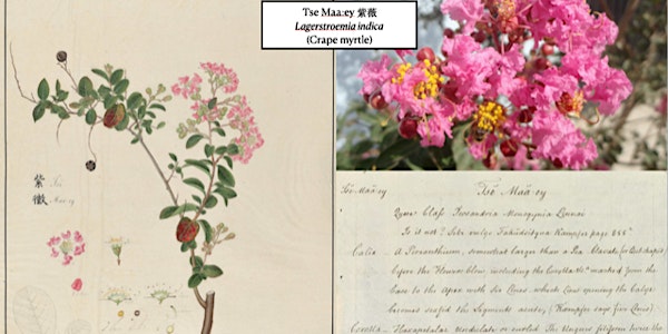 The Life and Work of John Bradby Blake -  The Chinese Flora