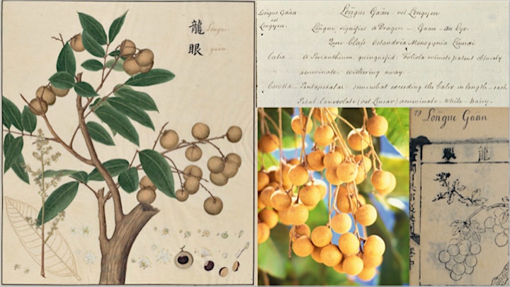 The Life and Work of John Bradby Blake -  The Chinese Flora image