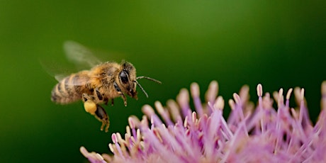 Virtual Children's Workshop: Pollinator Gardening tickets