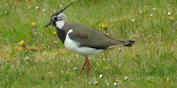 SSF21 -   Lapwing and other Breeding Waders of Bun