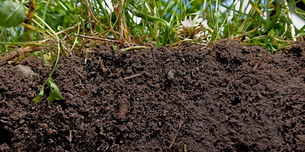 Utilizing Cover Crops to Build Healthy Soils