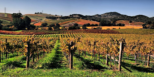 Arts & Culture Lecture - Tangled Vines