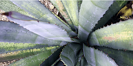Growing Agave - A Remarkable Story of Ancient Tucson Farmers primary image