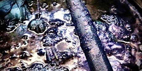 Primaire afbeelding van Blauwververs - verven met indigo