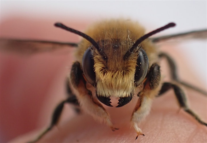 
		Irish Bees for Beginners image
