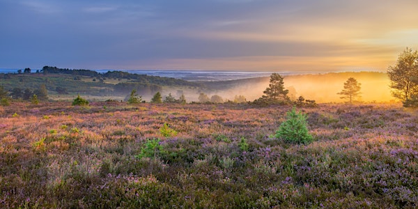 Into the Secret Heart of Ashdown Forest - a literary fundraising evening