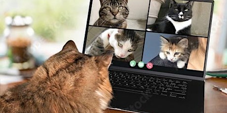 2020 Surrey Community Cat Foundation     ANNUAL GENERAL MEETING (Virtual) primary image