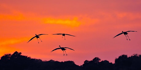 Sunset with Save Our Sandhill Cranes primary image