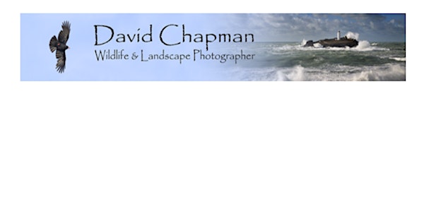 Improve your Photography with Wildlife Photographer David Chapman