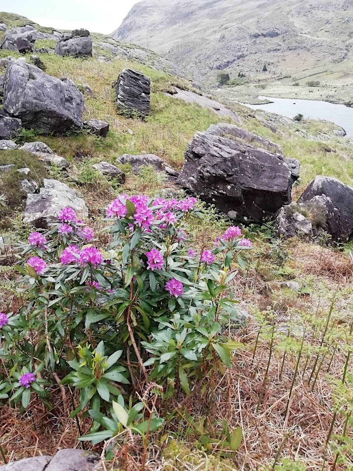 How and Why to Manage the Invasive species -Rhododendron Ponticum image