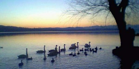 Immagine principale di Birdwatching sulla riva del Lago Boscaccio 