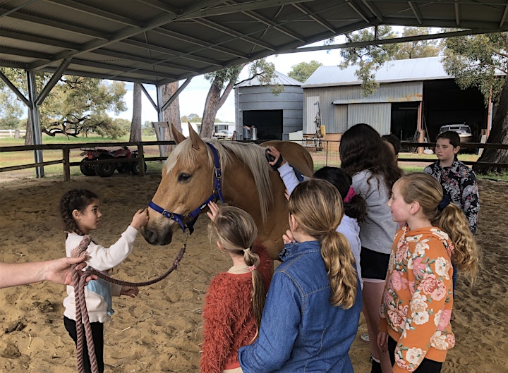 
		Horse Hub at Homestead For Youth image
