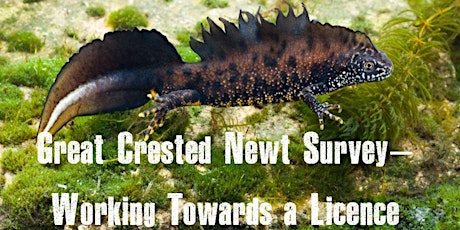 Great Crested Newt – Working Towards a Licence  -Peterborough