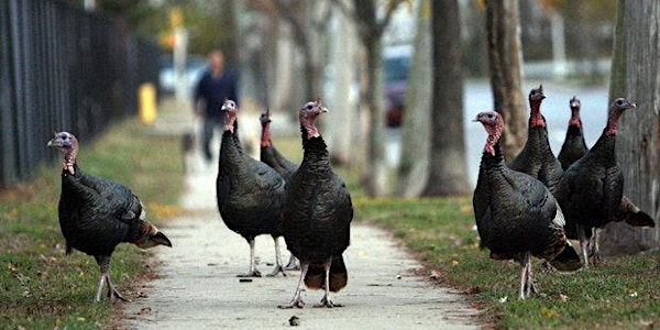 Thanksliving Party for Staten Island's Turkeys