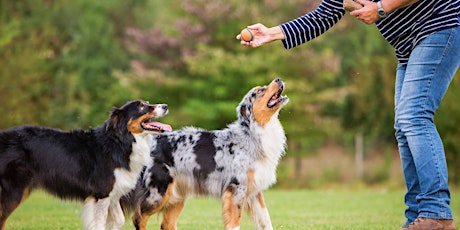 Beginners/Intermediate Obedience Dog Training primary image