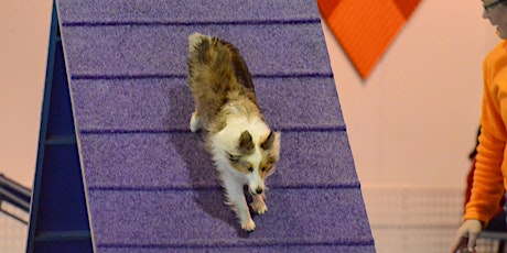 Dog Agility Level 1 - Unit 3 Tunnels, Contacts & Jumping primary image