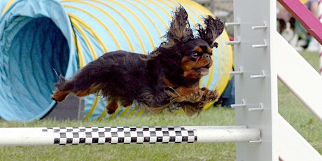 Dog Agility Level 2 Sequences primary image