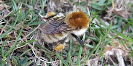 Ecology of Bumblebees and their Identification for Intermediates
